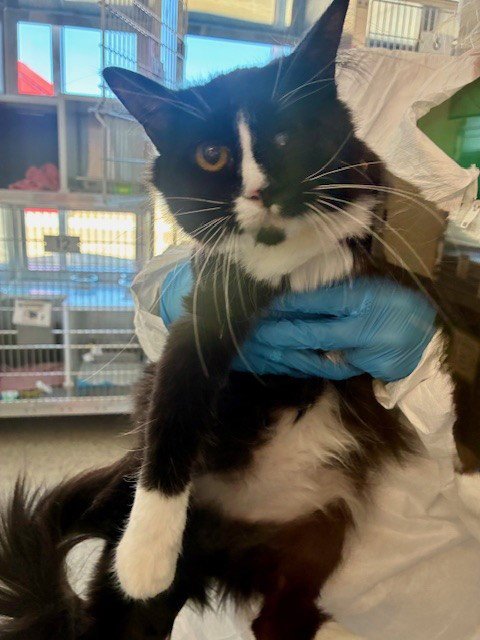 *VICTORIA - Domestic Medium Hair available for adoption