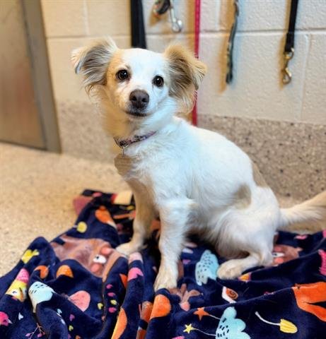 *OLWEN - Chihuahua available for adoption