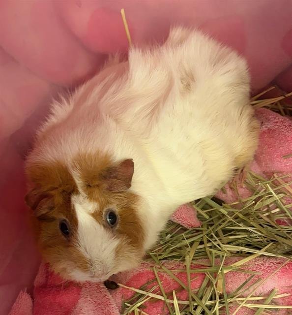 ASHLEY - Guinea Pig available for adoption