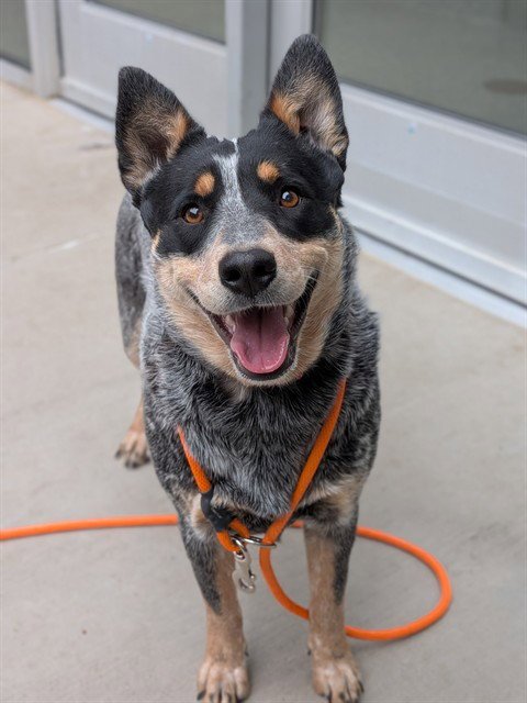 *PARFAIT - Australian Cattle Dog/Blue Heeler available for adoption