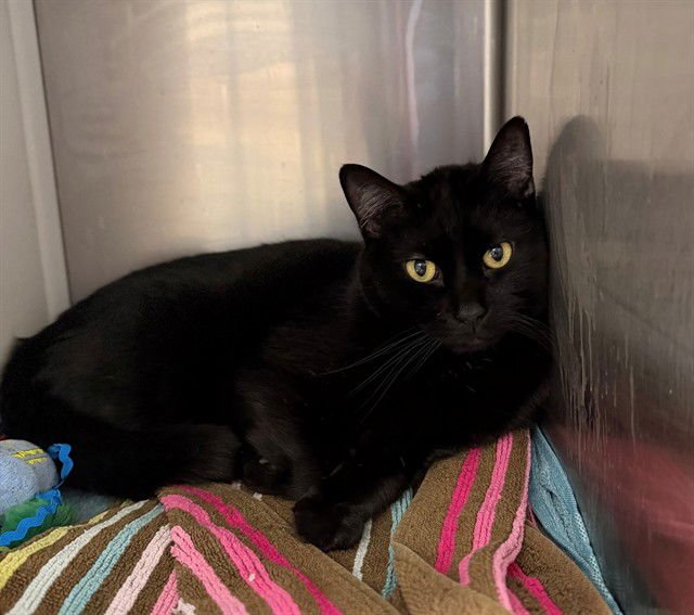 BINXS - Domestic Medium Hair available for adoption