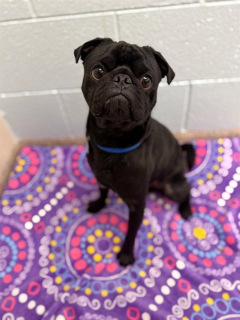 *HUBBUB - Pug available for adoption