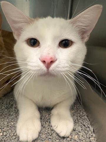 *BARNEY RUBBLE - Domestic Short Hair available for adoption