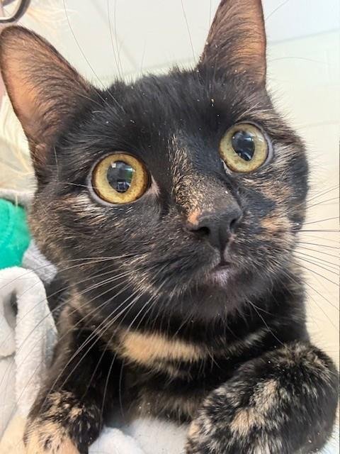 *KAIRI - Domestic Short Hair available for adoption