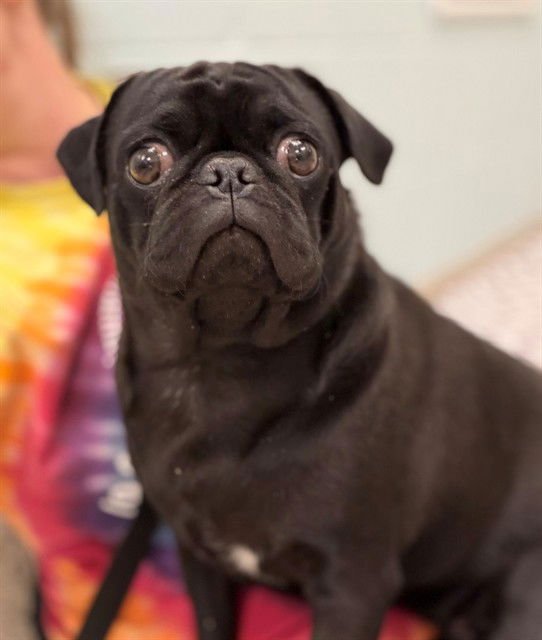 PRINCESS - Pug available for adoption