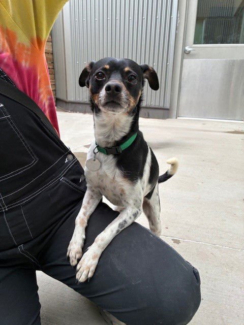 BOWSER - Chihuahua available for adoption