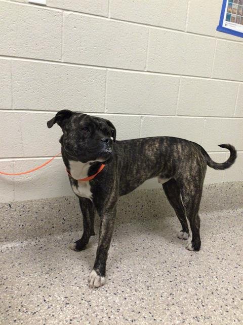 *SLINKY - Staffordshire Bull Terrier / American Bulldog available for adoption