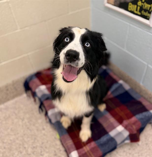 *OLYMPIA - Border Collie available for adoption