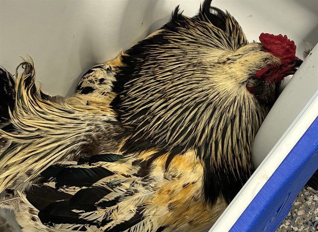 CHICKEN Image