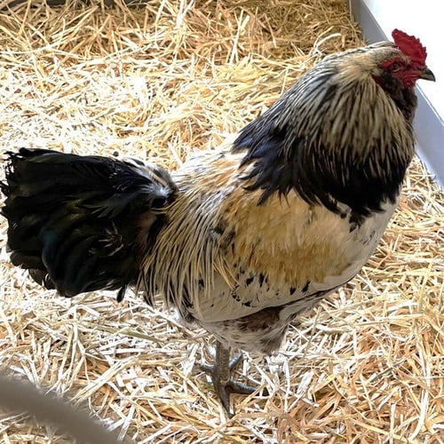 CHICKEN - Chicken available for adoption
