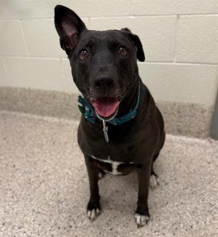 *RHINO - Labrador Retriever / Pit Bull Terrier available for adoption