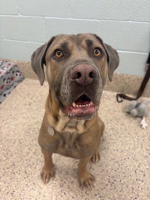 PRADA - Cane Corso Mastiff available for adoption