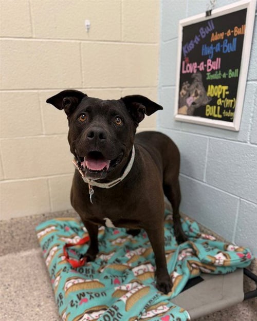 MABLE - Pit Bull Terrier available for adoption