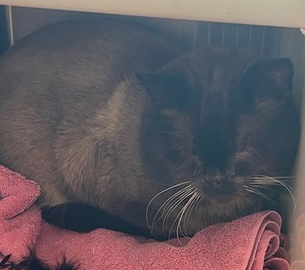 *MILANO - Siamese available for adoption