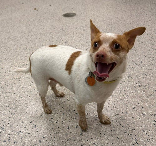 THOR - Chihuahua available for adoption