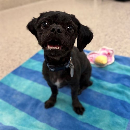 ZERO - Shih Tzu available for adoption