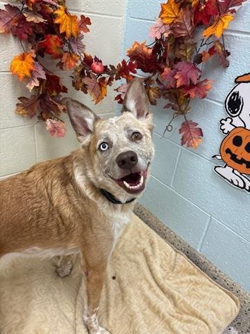 REMY - Australian Cattle Dog/Blue Heeler available for adoption