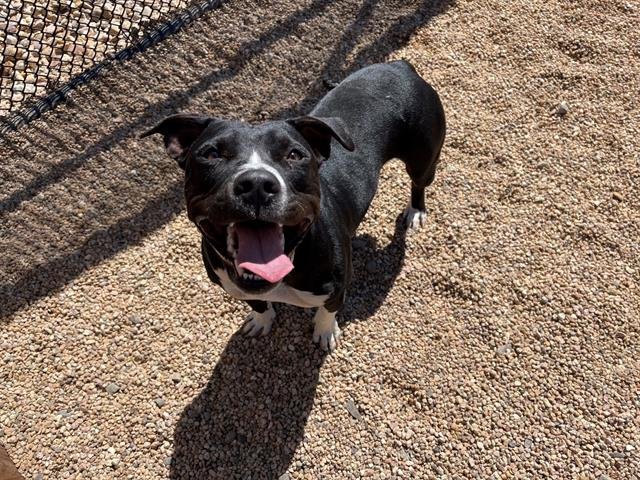 ASPEN - American Pit Bull Terrier available for adoption