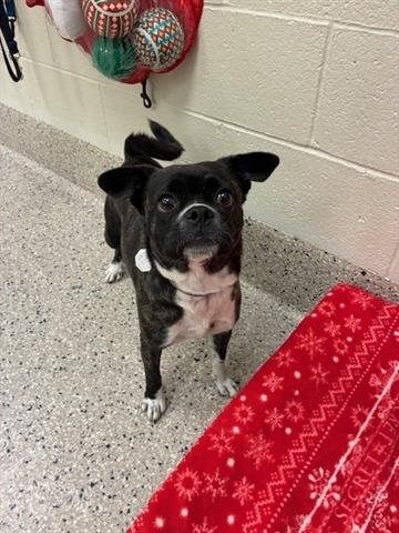 *GLORIA - Boston Terrier available for adoption