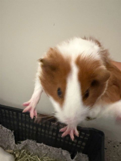 *TINKY - Guinea Pig available for adoption