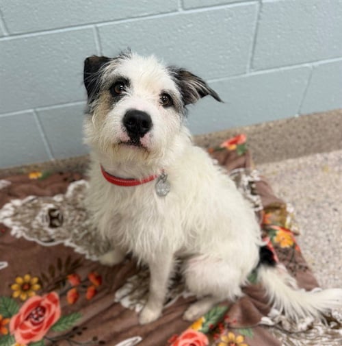*BRADFORD - Terrier available for adoption