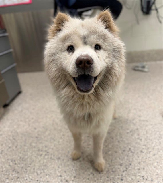 *RHAPSODY - Chow Chow available for adoption