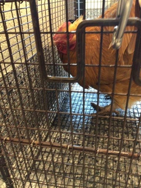 *CLOVER - Chicken available for adoption