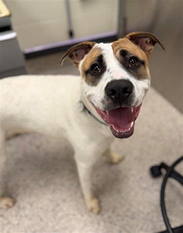 TOBY - Pit Bull Terrier / Australian Cattle Dog/Blue Heeler available for adoption