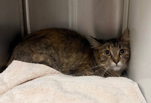 *FUNNEL CAKE - Domestic Medium Hair for adoption in Thornton