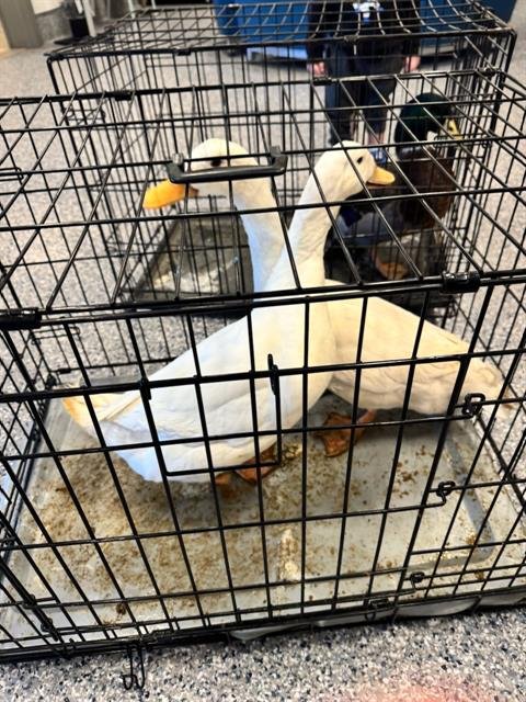 CHARLIE - Duck available for adoption