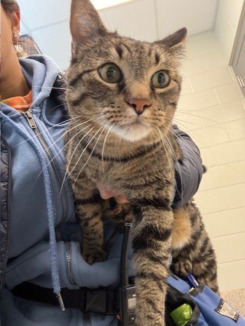 *CLAM CHOWDER - Domestic Short Hair available for adoption