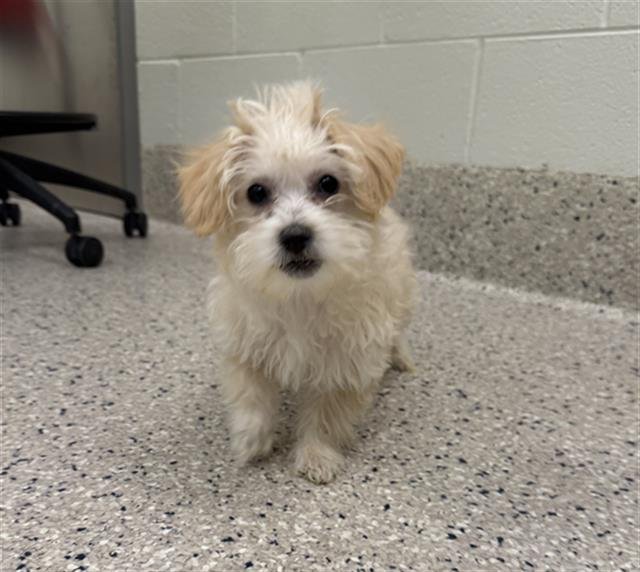 *SHILOH - Terrier available for adoption