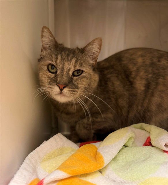 *SAGE - Domestic Medium Hair available for adoption