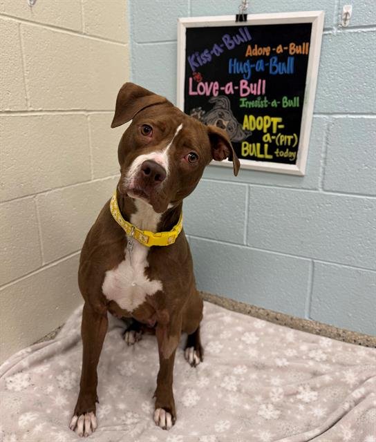 ROZIE - Pit Bull Terrier available for adoption