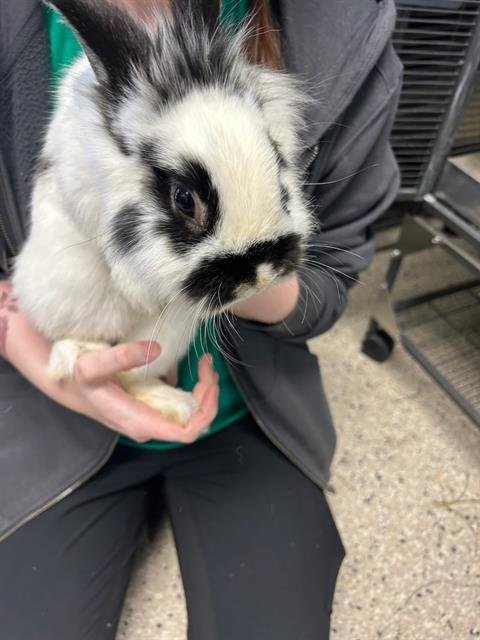 SIMBA - Longhaired Rabbit available for adoption