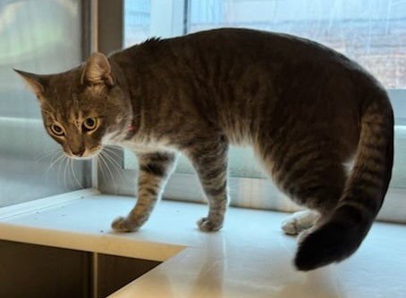 *BUCKAROO - Domestic Medium Hair available for adoption