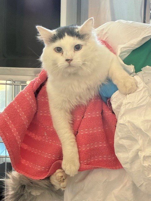 *JC - Domestic Long Hair for adoption in Boulder