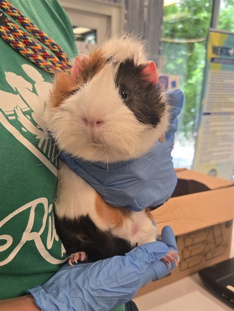 SPOT - Guinea Pig available for adoption
