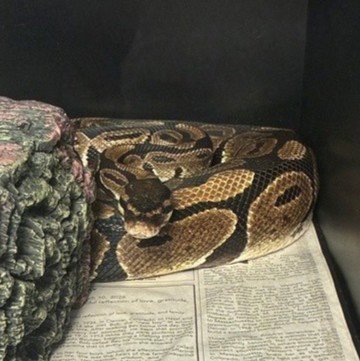 OCTAVIA - Snake available for adoption
