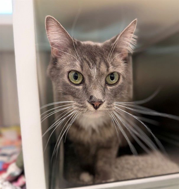 PRINCE - Domestic Long Hair available for adoption