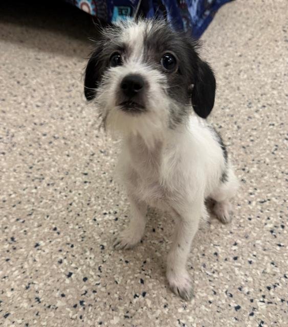 *CLOVER - Chihuahua available for adoption