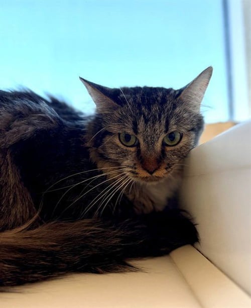 *RBG - Domestic Medium Hair for adoption in Boulder