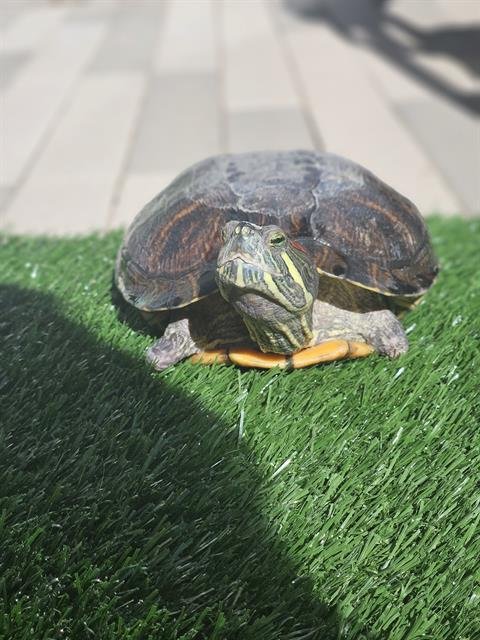 *DRIFT - Turtle available for adoption