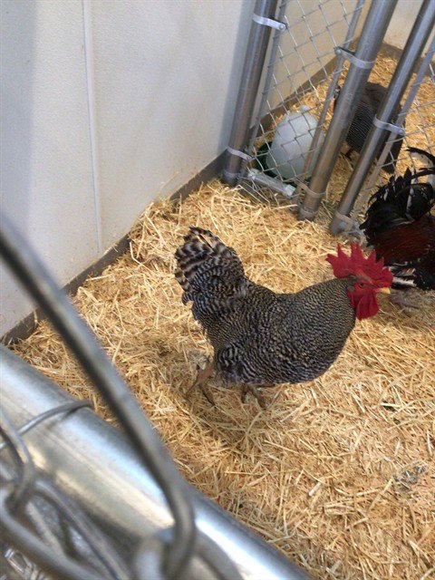 JACK - Chicken available for adoption