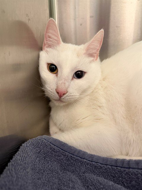 *MR. SIMON - Domestic Short Hair available for adoption