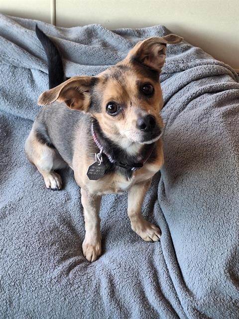 POTATO - Chihuahua available for adoption