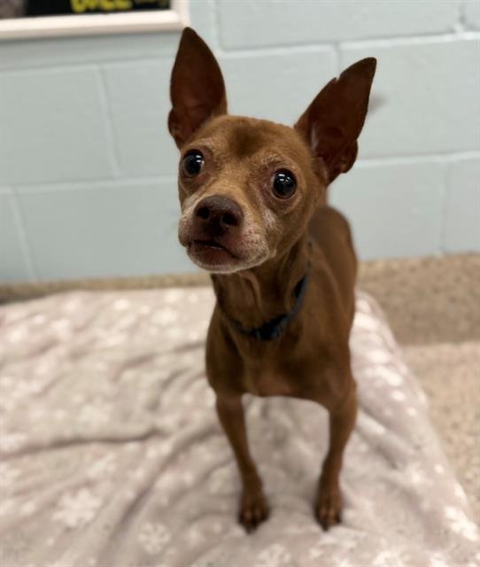 *CHOCOLATE CHIP - Chihuahua available for adoption
