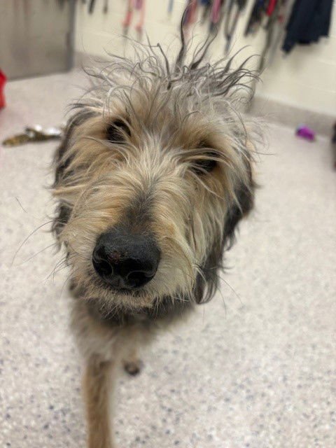 *STEVIE - Poodle (Standard) / Bloodhound available for adoption