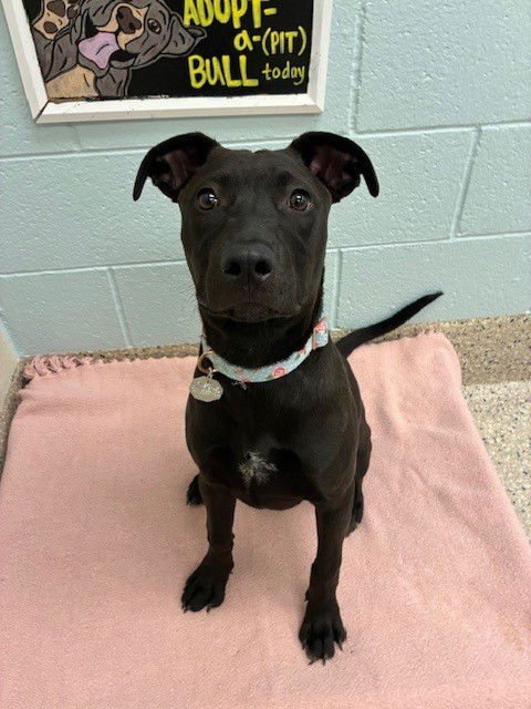 *TALLULAH - Labrador Retriever available for adoption