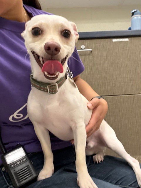 OZZY - Chihuahua available for adoption